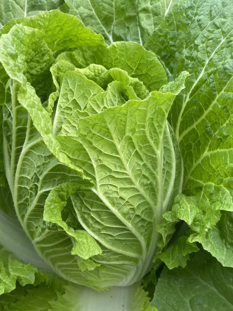 江苏精品白菜大量上市产地直供品质保证，欢迎选购