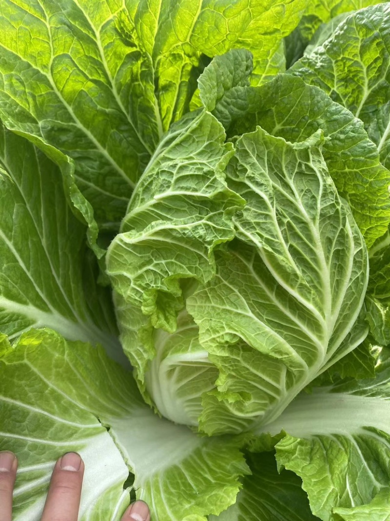 江苏精品白菜大量上市产地直供品质保证，欢迎选购