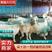 美国大白山羊公羊怀孕母羊羊羔活体小羊苗视频挑选包邮