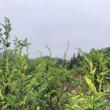 藤茶苗产地直发质量有保障量大优惠可视频看货全国发货