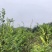 藤茶苗产地直发质量有保障量大优惠可视频看货全国发货