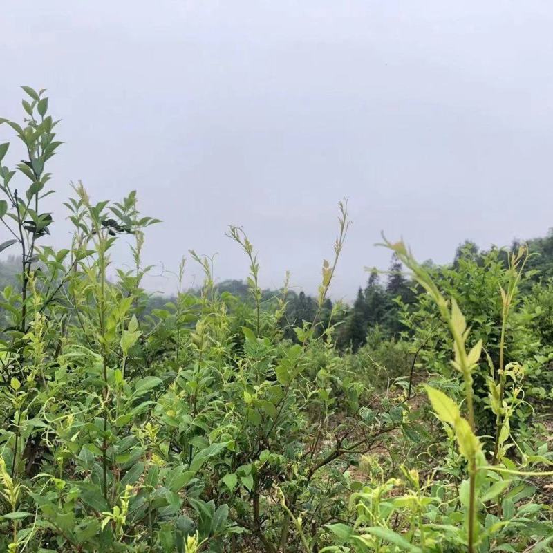 藤茶苗产地直发质量有保障量大优惠可视频看货全国发货