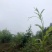 藤茶苗产地直发质量有保障量大优惠可视频看货全国发货