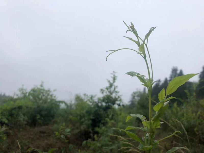 藤茶苗产地直发质量有保障量大优惠可视频看货全国发货