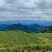 藤茶苗产地直发质量有保障量大优惠可视频看货全国发货