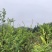 藤茶苗产地直发质量有保障量大优惠可视频看货全国发货