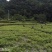 藤茶苗产地直发质量有保障量大优惠可视频看货全国发货