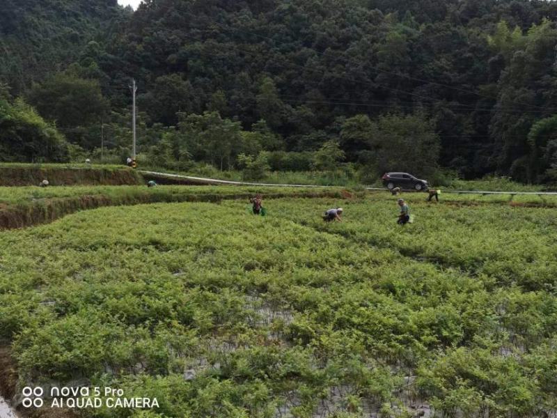 藤茶苗产地直发质量有保障量大优惠可视频看货全国发货