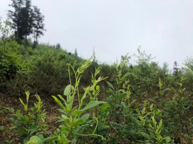 藤茶苗产地直发质量有保障量大优惠可视频看货全国发货