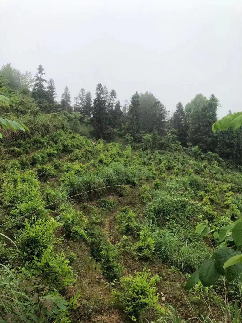 藤茶苗产地直发质量有保障量大优惠可视频看货全国发货
