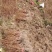 藤茶苗产地直发质量有保障量大优惠可视频看货全国发货