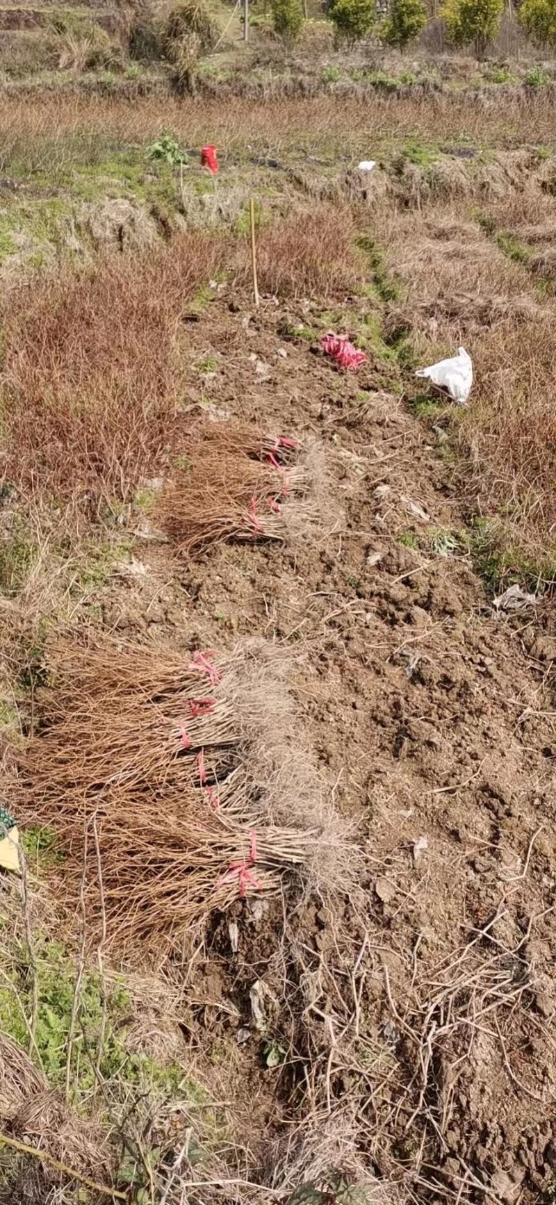 藤茶苗产地直发质量有保障量大优惠可视频看货全国发货