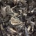宁夏菌业大量批发羊肚菌全国各地破碎欢迎加入下单质量保