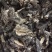 宁夏菌业大量批发羊肚菌全国各地破碎欢迎加入下单质量保