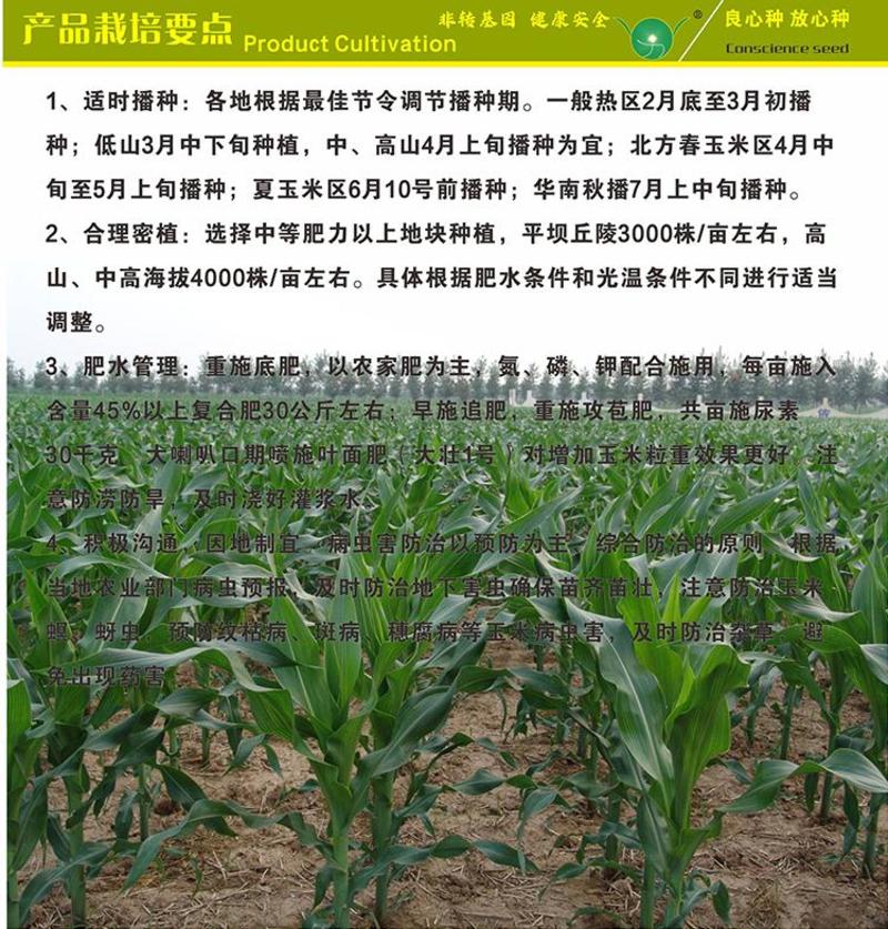 玉米种抗旱耐高温耐瘠质优粮饲兼用非转基因厂家大壮贵玉1号