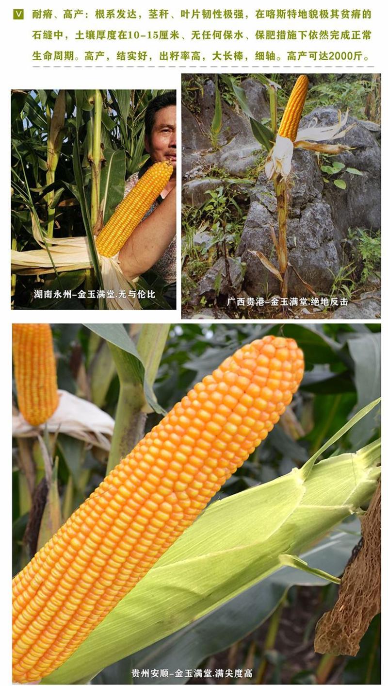 玉米种抗旱耐高温耐瘠质优粮饲兼用非转基因厂家大壮贵玉1号