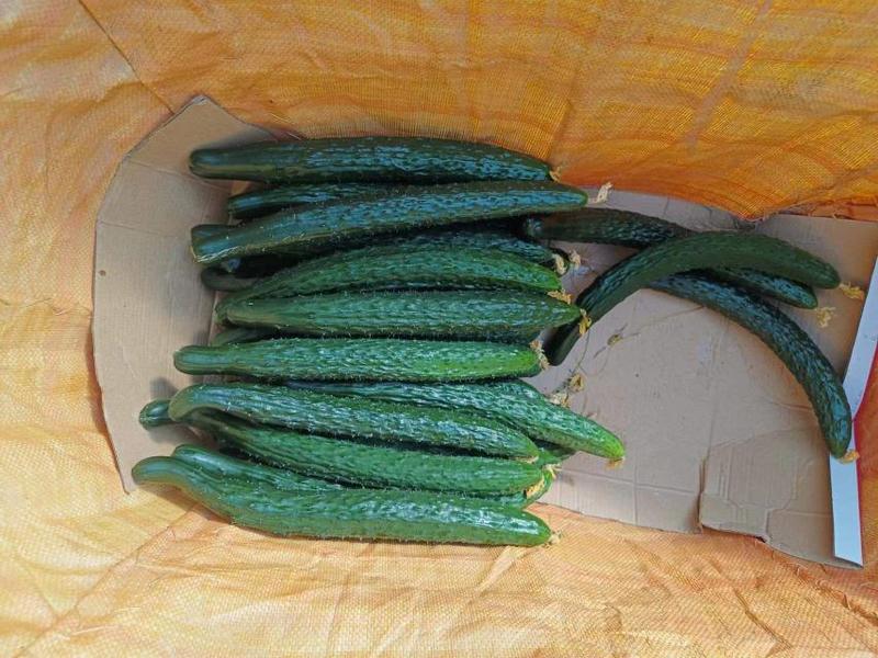 黄瓜0.8一斤，日供应量六万斤以上，基地现采现发，欢迎关