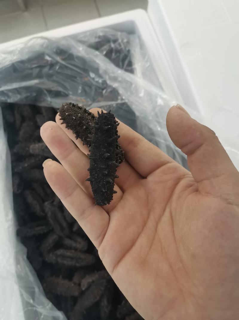 海参干参鲜食海参大连渤海湾刺身