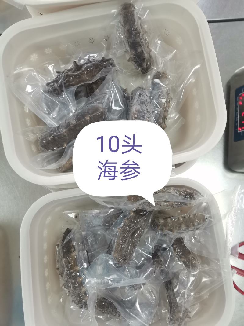 海参干参鲜食海参大连渤海湾刺身