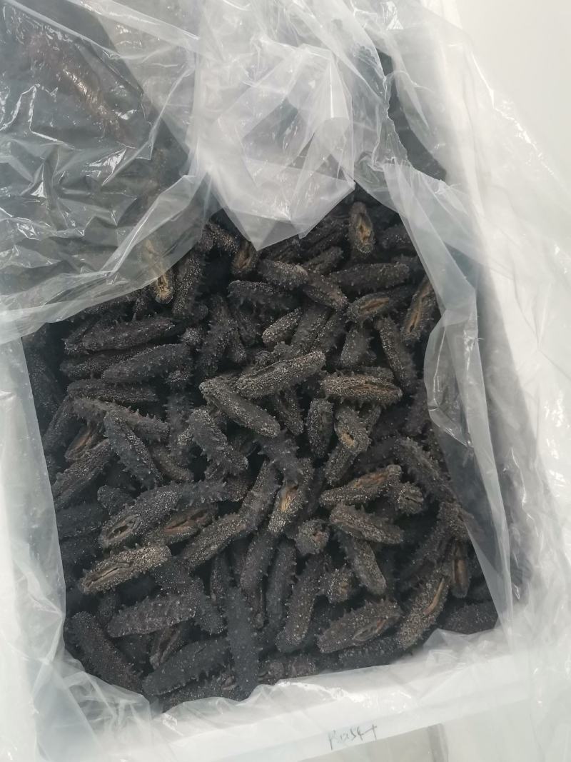 海参干参鲜食海参大连渤海湾刺身