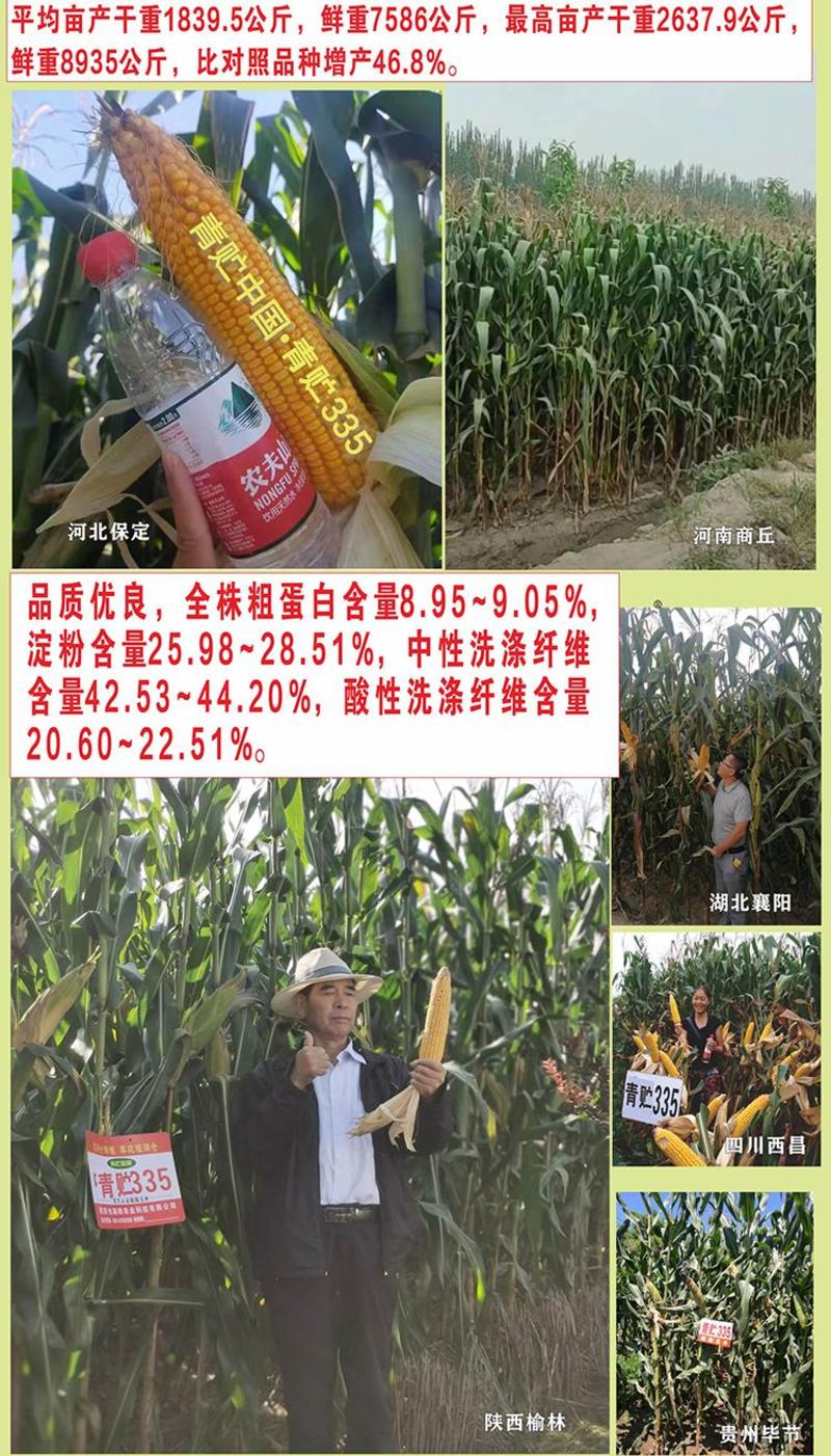 青储玉米种子营养好品质高生物产量达8500公斤青饲