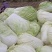 【诚信】富平大白菜青杂系列白菜秦白系列白菜