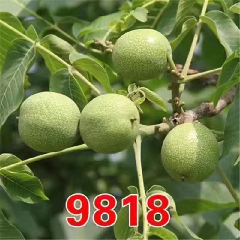 [核桃苗]嫁接核桃树苗8518薄皮纸皮核桃南北方种植现挖