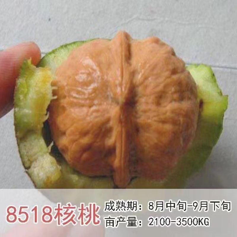 [核桃苗]嫁接核桃树苗8518薄皮纸皮核桃南北方种植现挖