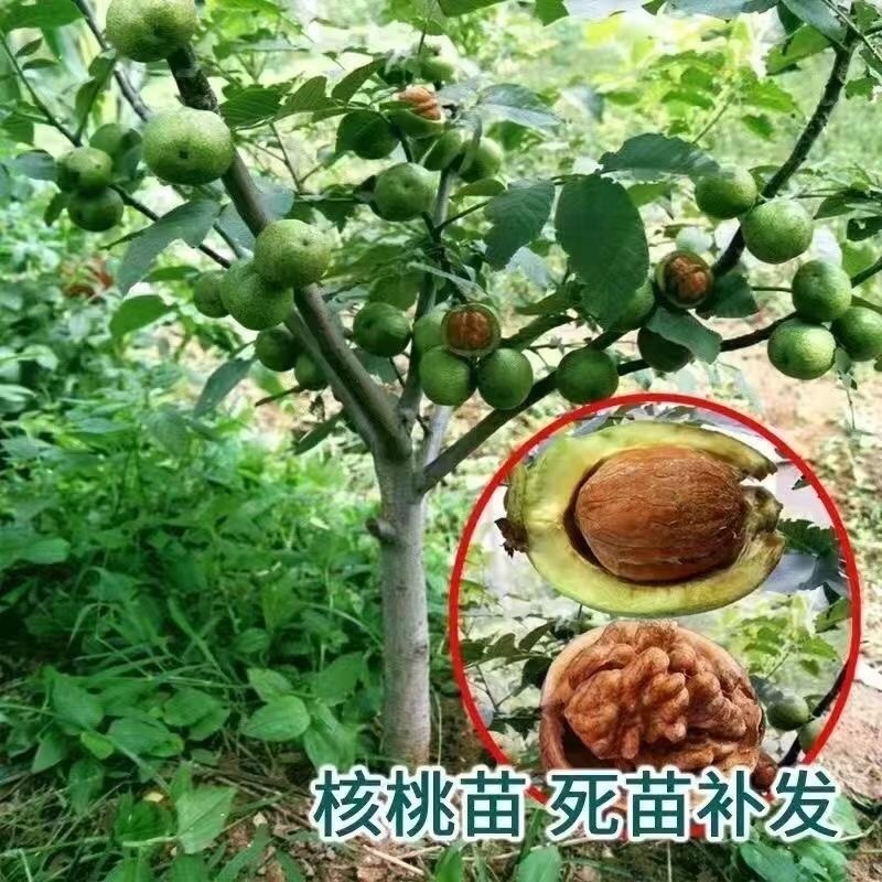 [核桃苗]嫁接核桃树苗8518薄皮纸皮核桃南北方种植现挖