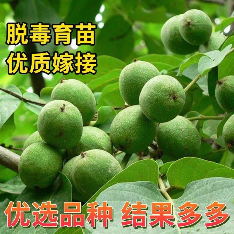 [核桃苗]嫁接核桃树苗8518薄皮纸皮核桃南北方种植现挖