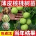[核桃苗]嫁接核桃树苗8518薄皮纸皮核桃南北方种植现挖