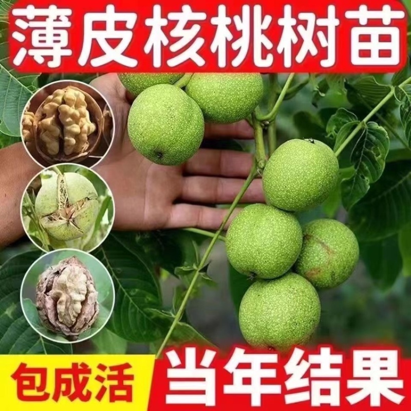[核桃苗]嫁接核桃树苗8518薄皮纸皮核桃南北方种植现挖