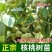 [核桃苗]嫁接核桃树苗8518薄皮纸皮核桃南北方种植现挖