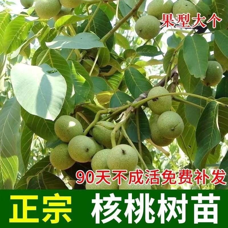 [核桃苗]嫁接核桃树苗8518薄皮纸皮核桃南北方种植现挖