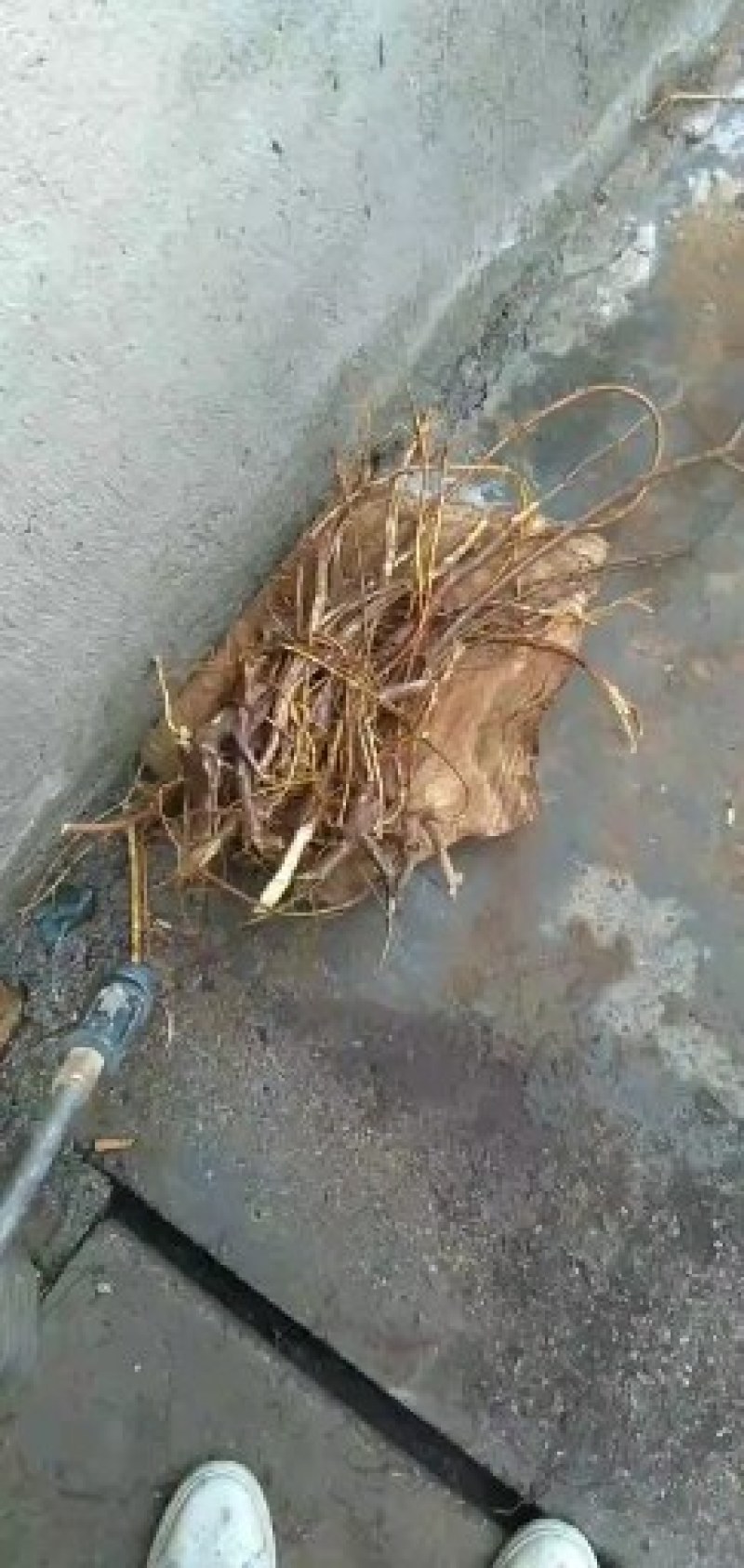纯野生五指毛桃，广东人好称的小人参。。懂货的赶紧看过来，