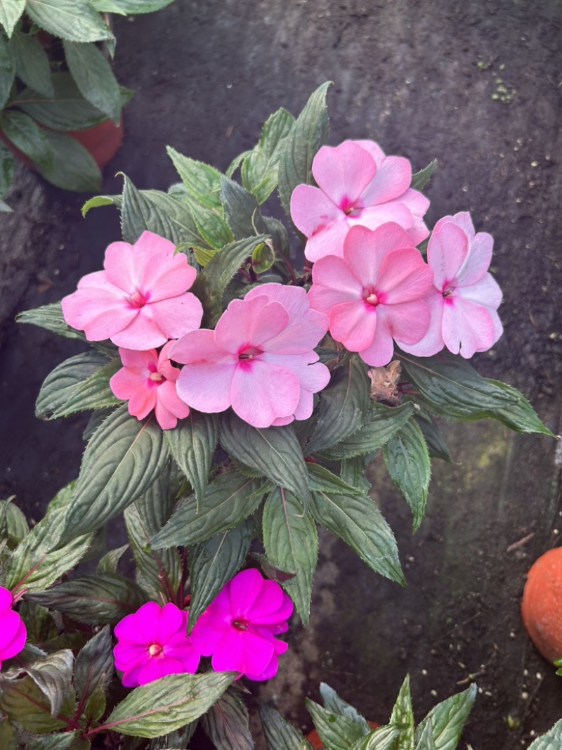 凤仙花新几内亚凤仙盆栽四季开花带花花苞发货