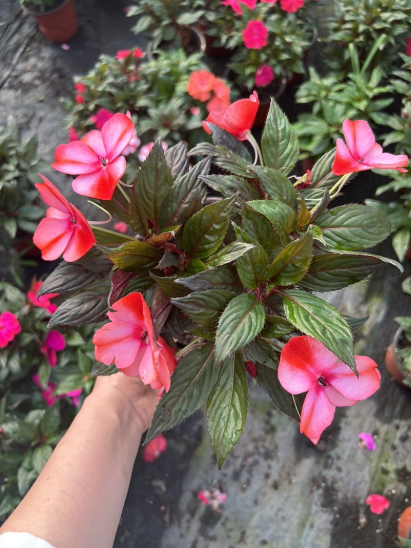 凤仙花新几内亚凤仙盆栽四季开花带花花苞发货