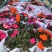 凤仙花新几内亚凤仙盆栽四季开花带花花苞发货