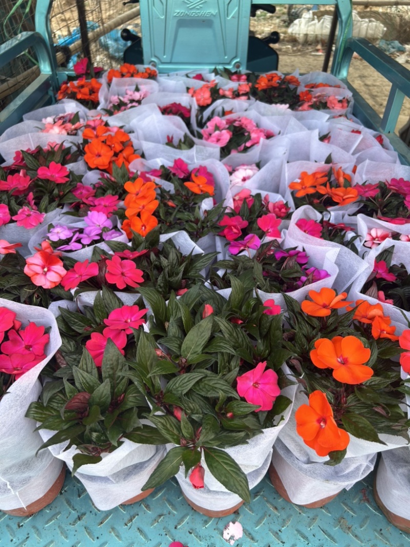 凤仙花新几内亚凤仙盆栽四季开花带花花苞发货