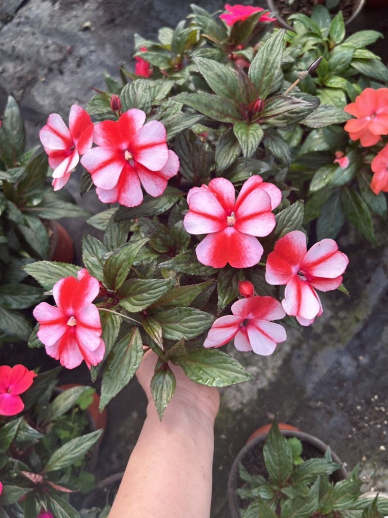 凤仙花新几内亚凤仙盆栽四季开花带花花苞发货