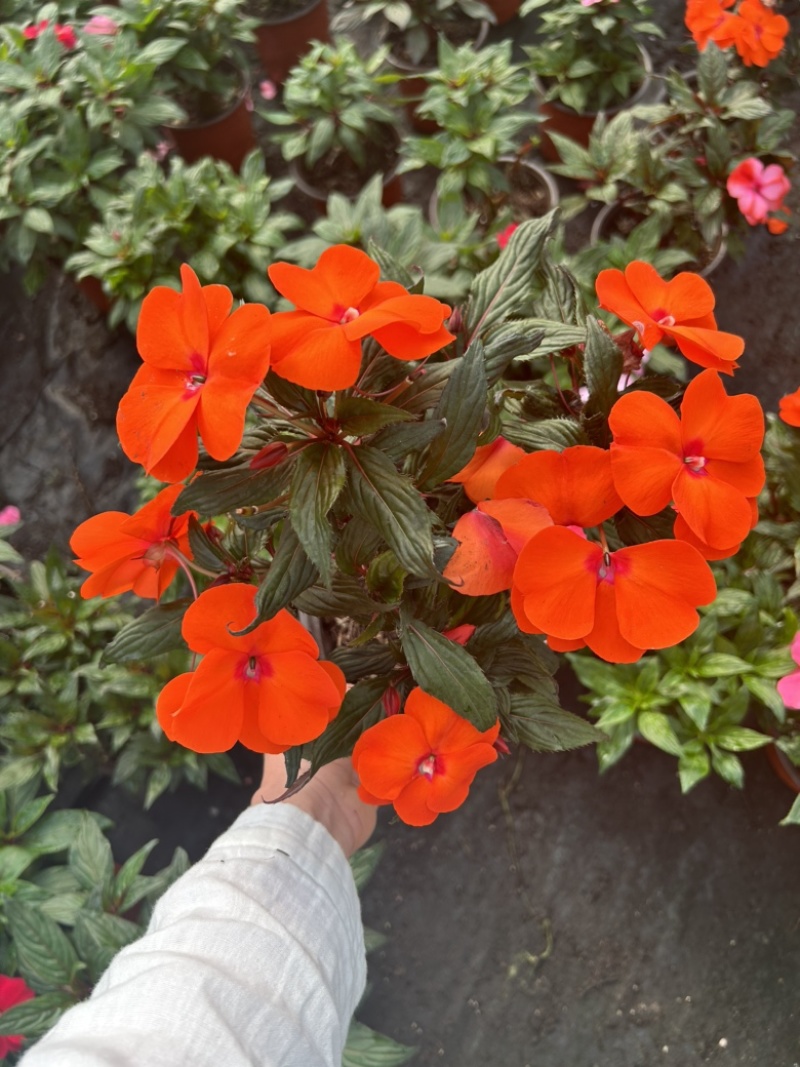 凤仙花新几内亚凤仙盆栽四季开花带花花苞发货