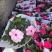 凤仙花新几内亚凤仙盆栽四季开花带花花苞发货
