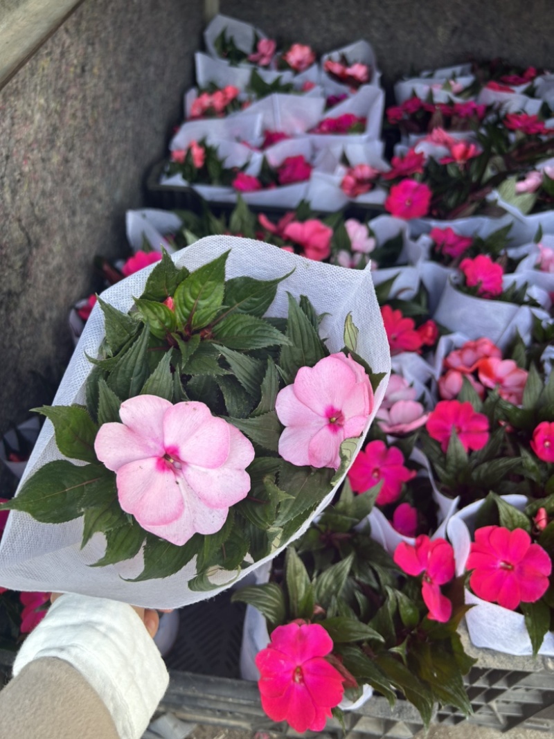 凤仙花新几内亚凤仙盆栽四季开花带花花苞发货