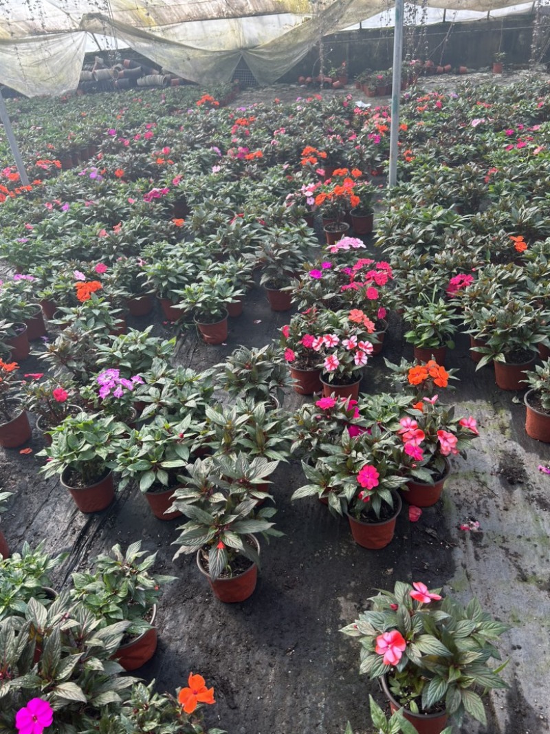 凤仙花新几内亚凤仙盆栽四季开花带花花苞发货