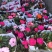凤仙花新几内亚凤仙盆栽四季开花带花花苞发货