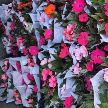 凤仙花新几内亚凤仙盆栽四季开花带花花苞发货