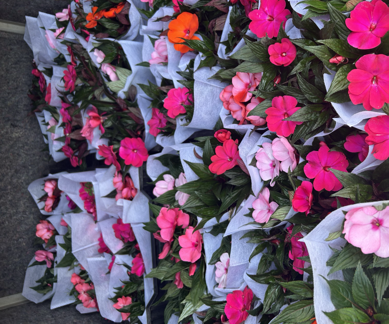 凤仙花新几内亚凤仙盆栽四季开花带花花苞发货