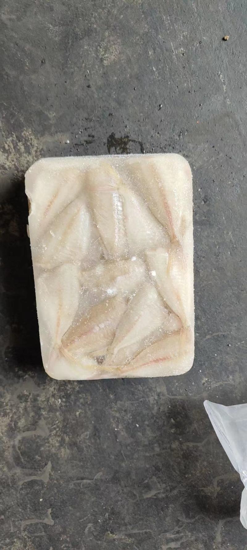 钻嘴鱼玻璃鱼