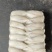 钻嘴鱼玻璃鱼