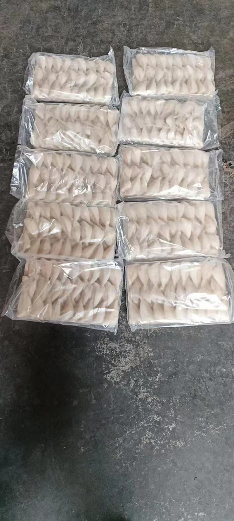 钻嘴鱼玻璃鱼